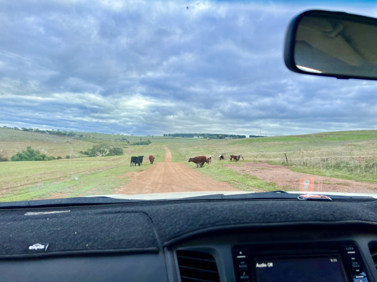 PhoebeRoyce's tweet photo. Last week’s traffic jam in Bringo. #moo https://t.co/GYDFXwjrWe