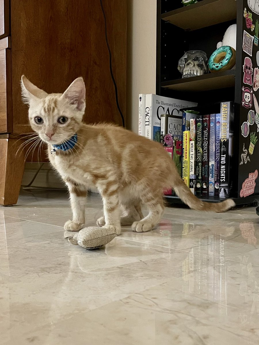 RixiePixie's tweet photo. I got a new kitten. Today we welcome Cheddar Cheese to the family! https://t.co/XT7YZDlUcz