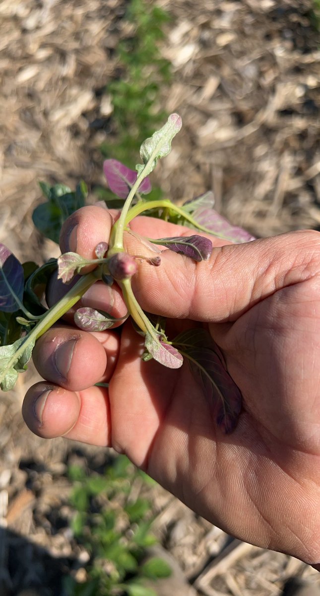 Waterhemp is a marvelous weed. If we could only find a use for it.  It grows anywhere on little to no moisture.