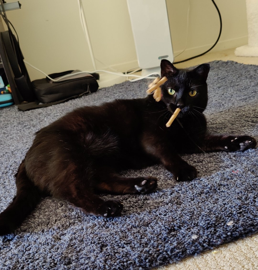 sapphireswell's tweet photo. I'm kitty sitting and the owner just said it looks like their cat is smoking a blunt.🤣😹 
I guess we're having too much fun? 
#catdancer https://t.co/ctfpLDi3n7
