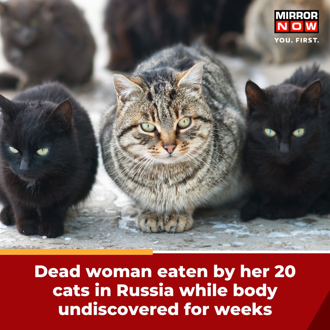 Mirror Now on Twitter: "Are you a #cat lover? Then this story is for you! A  woman in the #Russian city of #Bataysk was eaten by her 20 cats after she  died