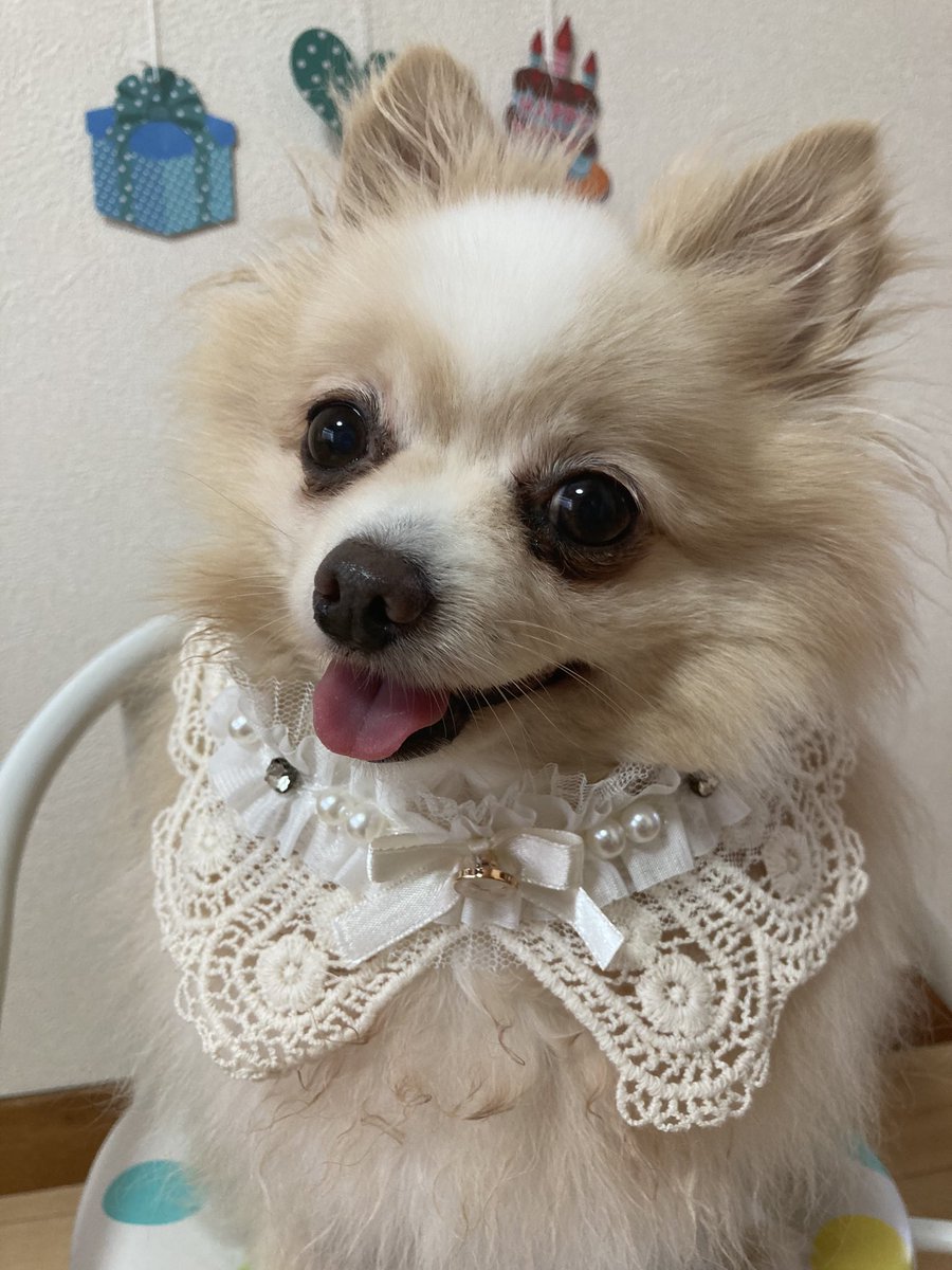 ミックス犬が嫌いでよくないと言う理由は 批判や問題は作る理由のイメージが悪いから 今週のペルル店長