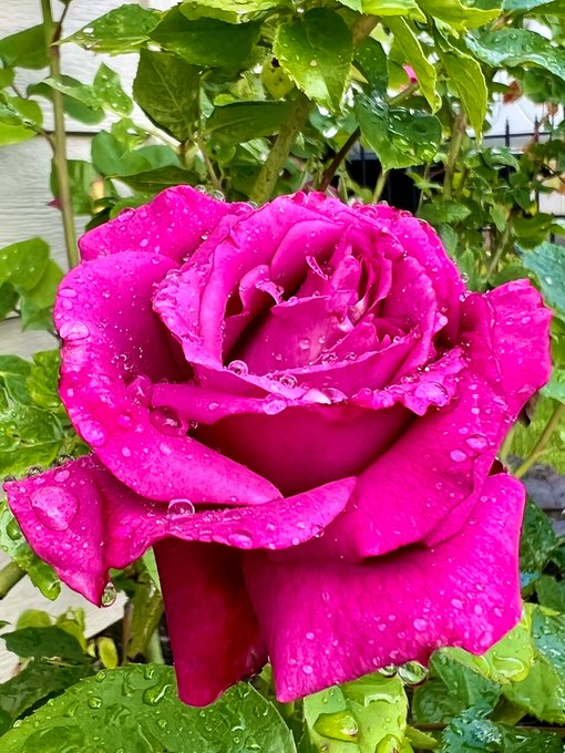 Watch Evelyn Claire's leaked NSFW photo on TwXstars