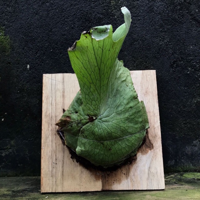 Saya menjual platycerium wandae ( ... seharga Rp65.000. Dapatkan di Shopee sekarang! shopee.co.id/harry_parmana/… #ShopeeID