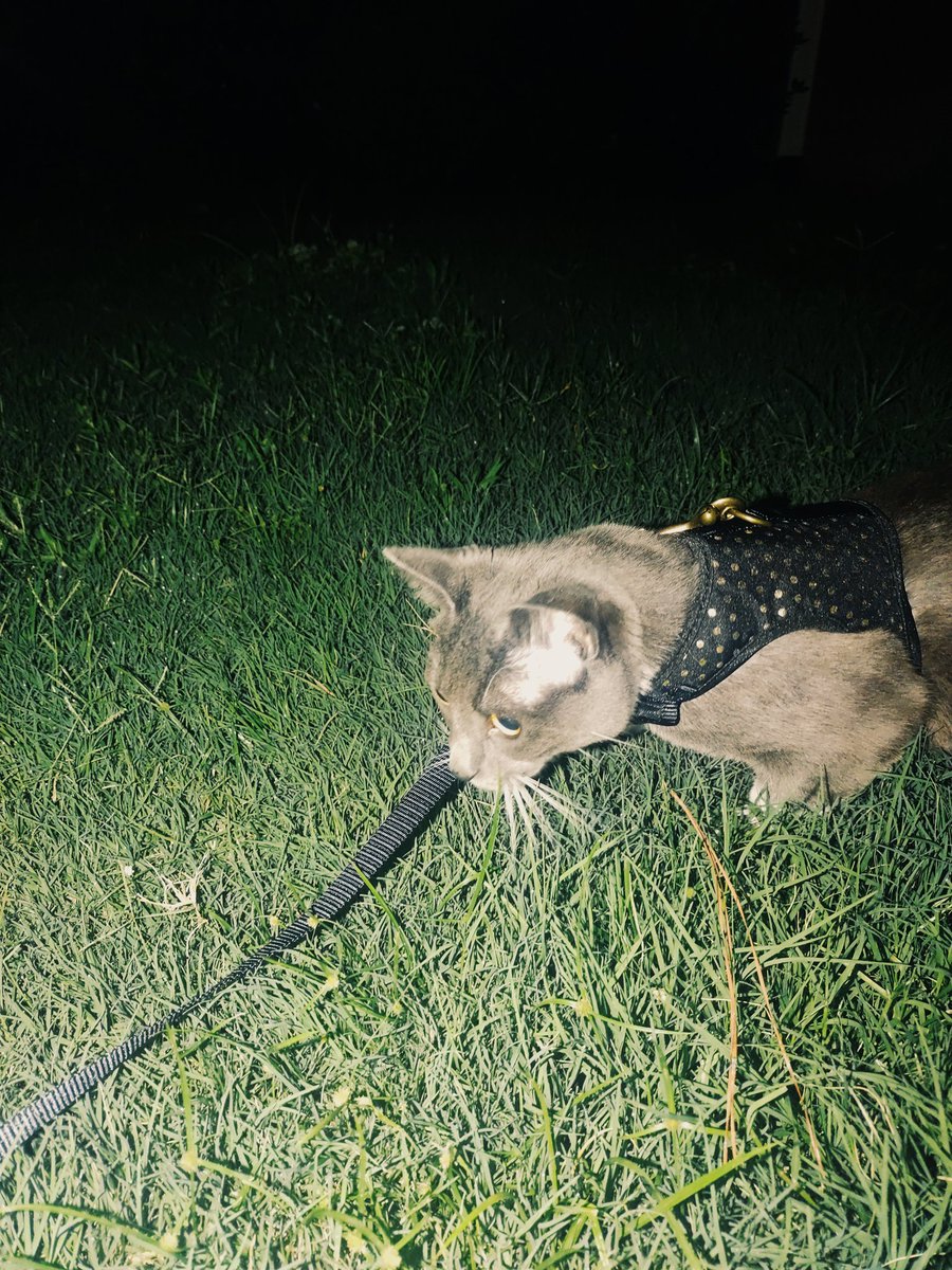 emilygradan's tweet photo. my pepper. by my side 25/8 https://t.co/X709014wtJ