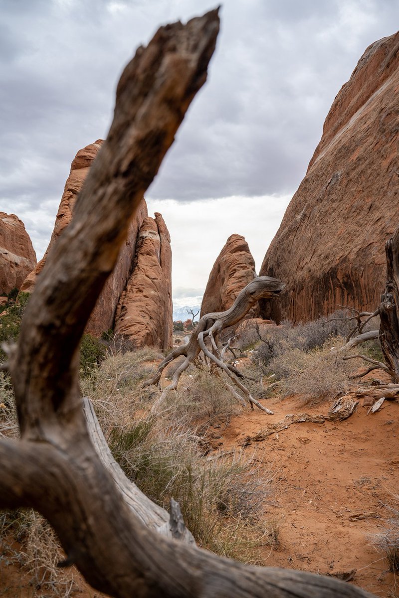 AnnaDandAdam's tweet photo. Rawwwwr! Anyone else see a dinosaur instead of a tree? 🦖🦖
New vlog 📺 https://t.co/zWkZ7JK2cu
.
.
.
#ArchesNationalPark #Utah #VisitUtah
#nationalpark @ArchesNPS #findyourpark #DiscoverMoab #moab #getoutside #naturelovers https://t.co/5PywCUI3gm