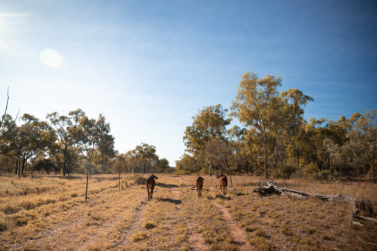 TNQDroughtHub's tweet image. An insightful interview with @ABCaustralia Far North and North Queensland Rural Report and Program Lead Stewart Lockie discussing drought and making communities resilient. #futuredroughtfund abc.net.au/farnorth/progr…