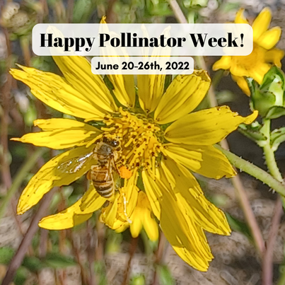Well, I'll bee - it's Pollinator Week! A time to give thanks for all the bugs that keep our plants growing. 🌻🐝🪲🦋

In this photo, a honey bee is gathering pollen from a starry rosinweed flower. Its back legs have special hairs that can carry around loads of pollen!
