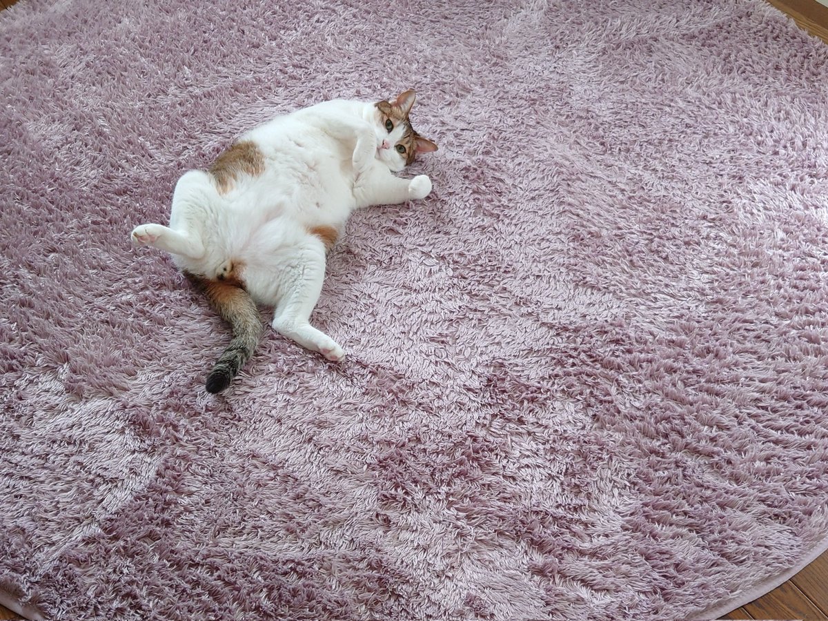 0xR1e's tweet photo. この部屋はくりさんのものになりつつある👀

#くりさん #くりたろう #今日のくりさん #猫 #猫好きさんと繋がりたい #おっぴろげ #おっぴろげシリーズ #cat https://t.co/L6VBqRPMKo