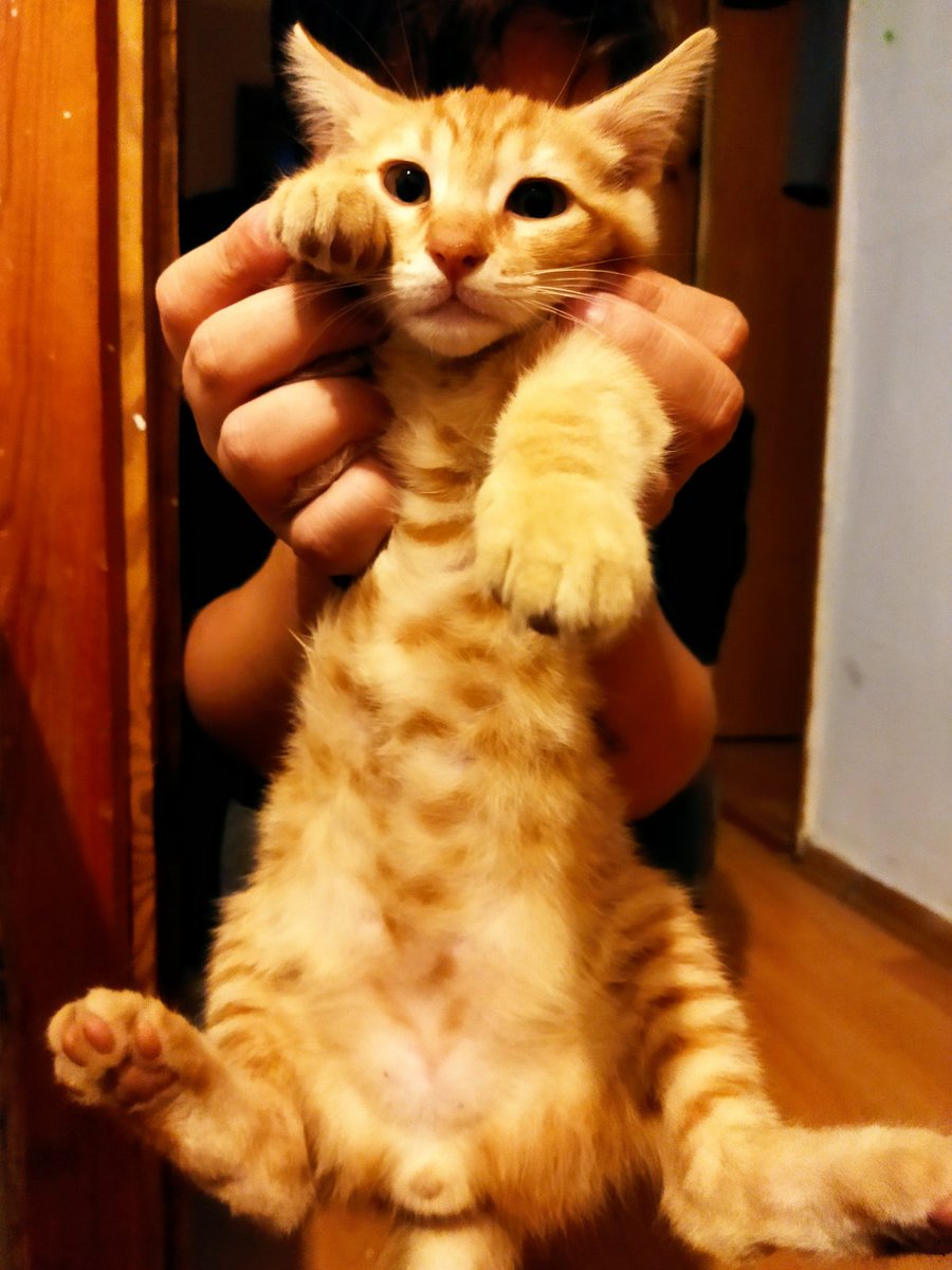 Sahiplenmek isteyen var mı aileye ihtiyacı var bizde çok fazla var bakamıyoruz