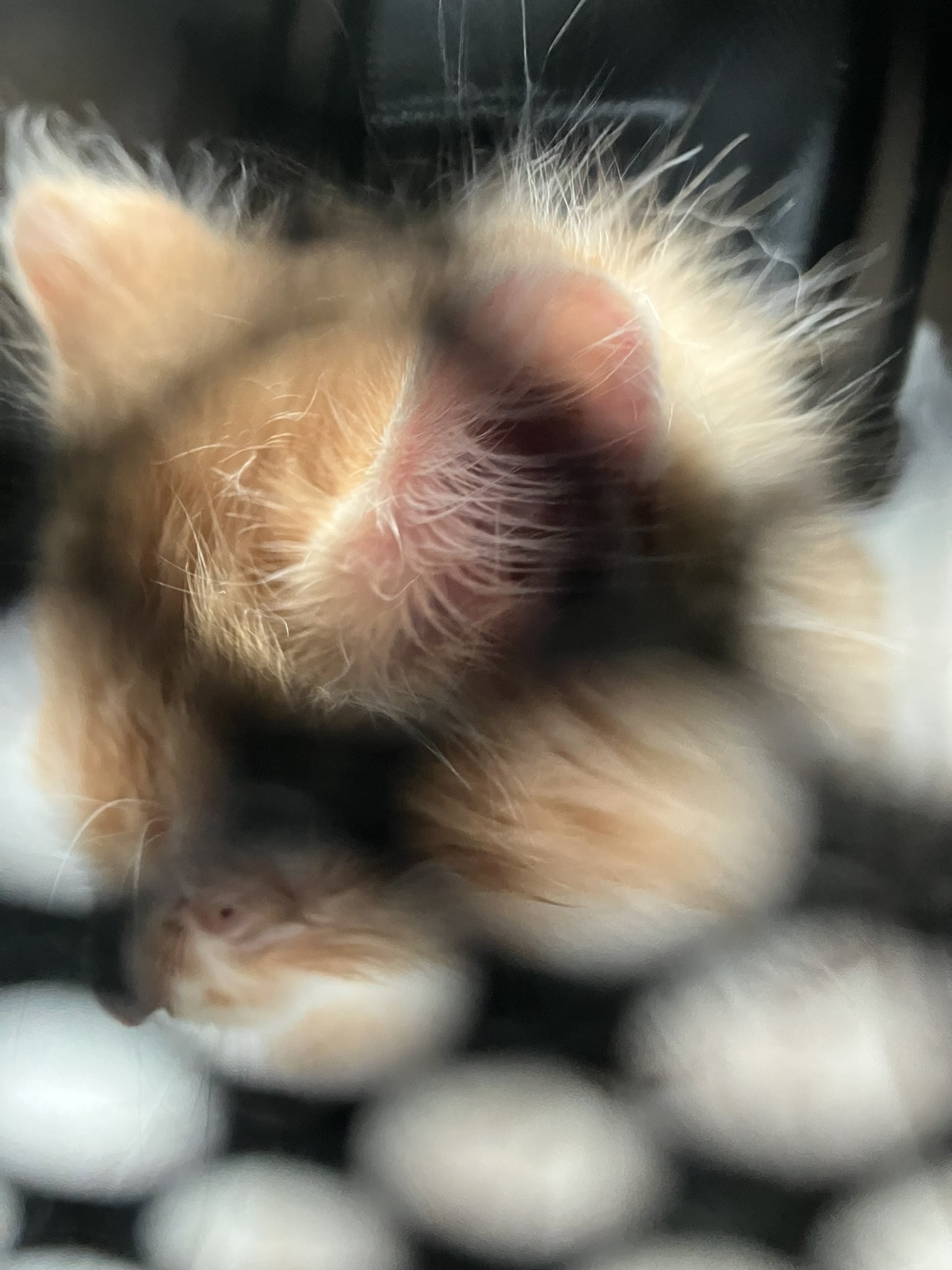 芝村鈍器 Shibamura1129 Twitter