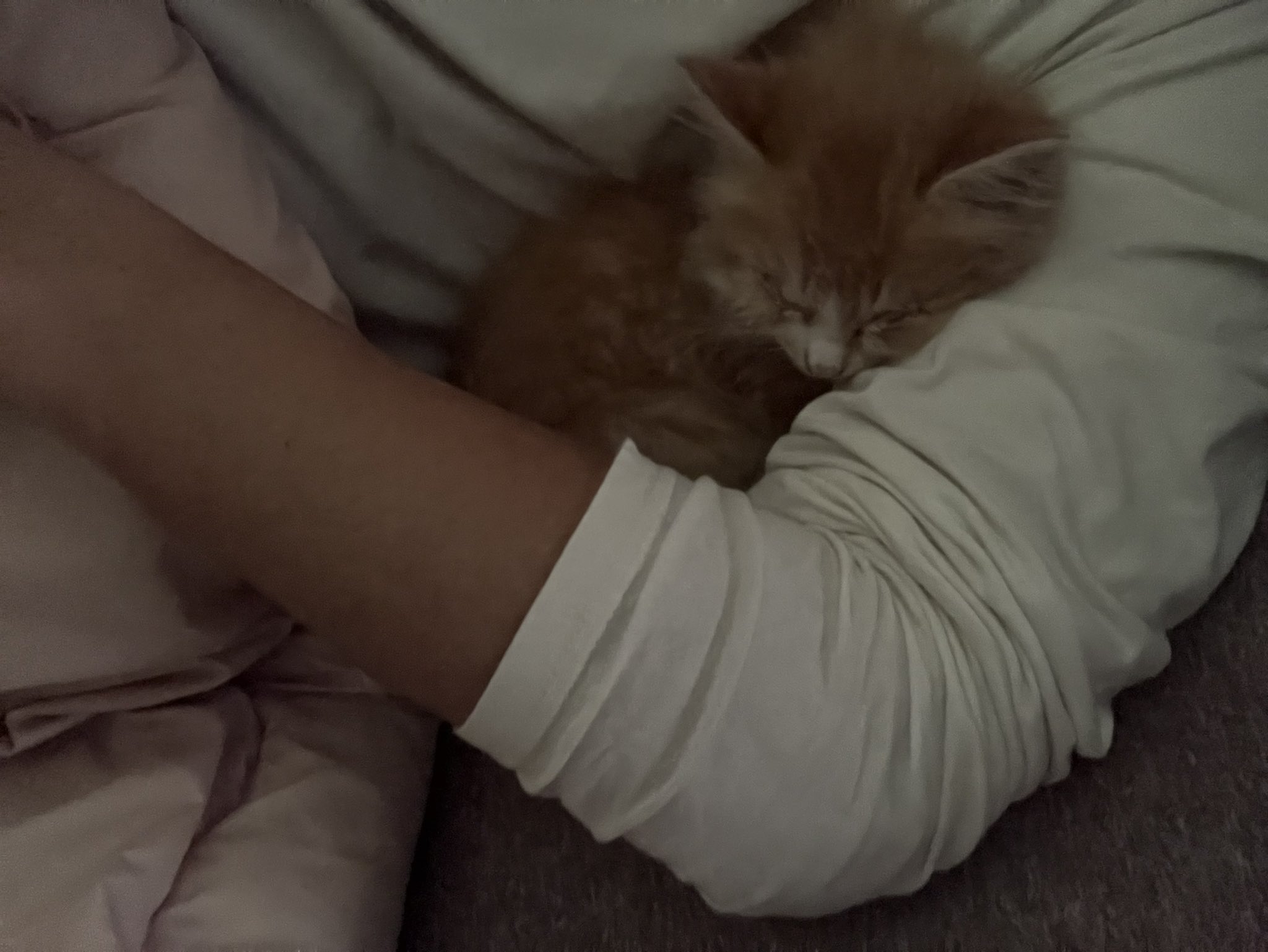 芝村鈍器 Shibamura1129 Twitter