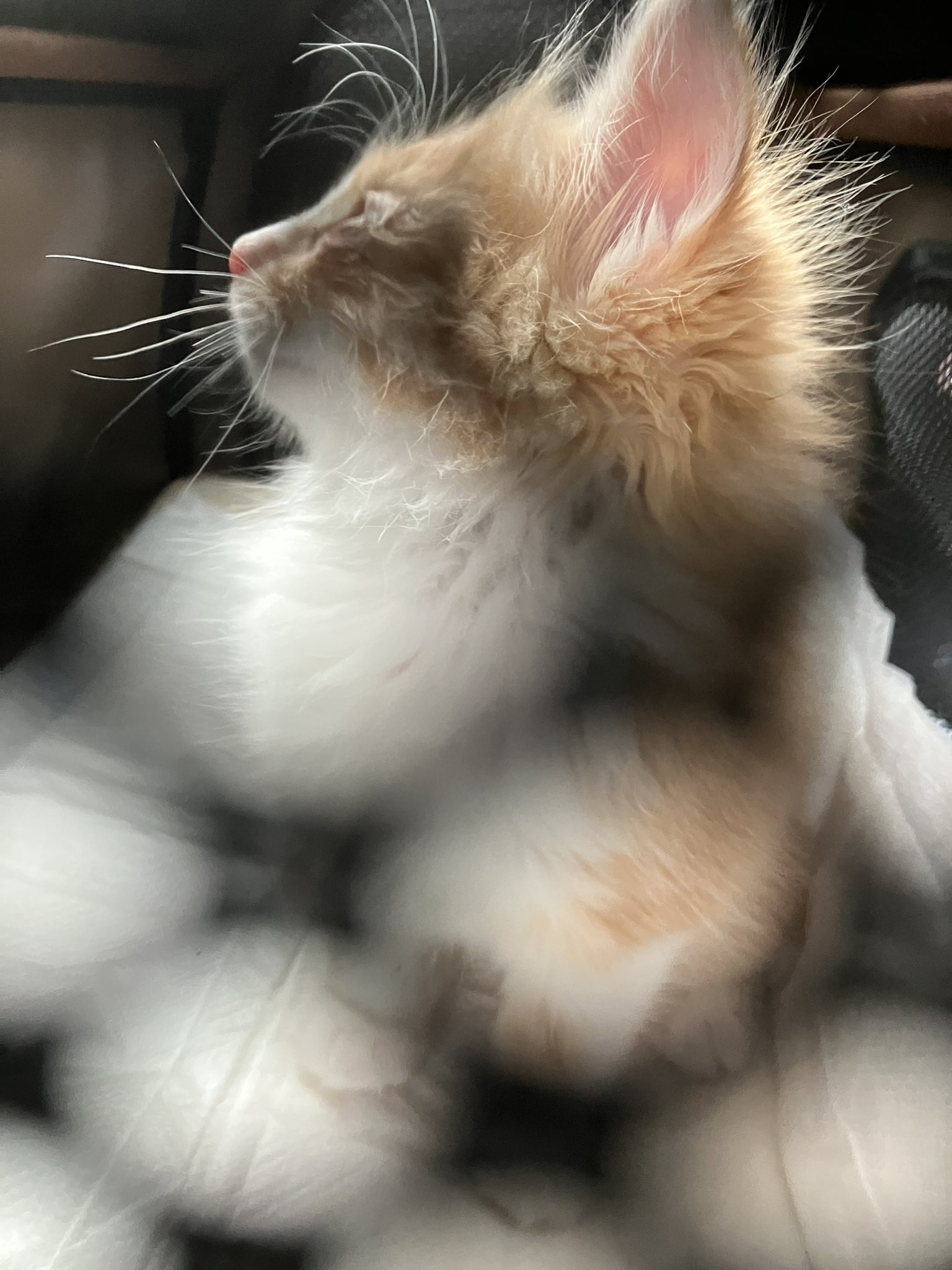 芝村鈍器 Shibamura1129 Twitter