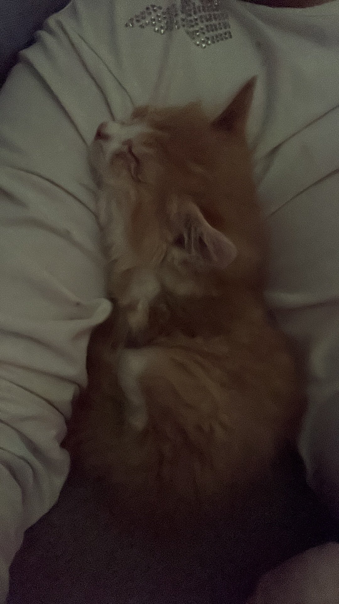 芝村鈍器 Shibamura1129 Twitter