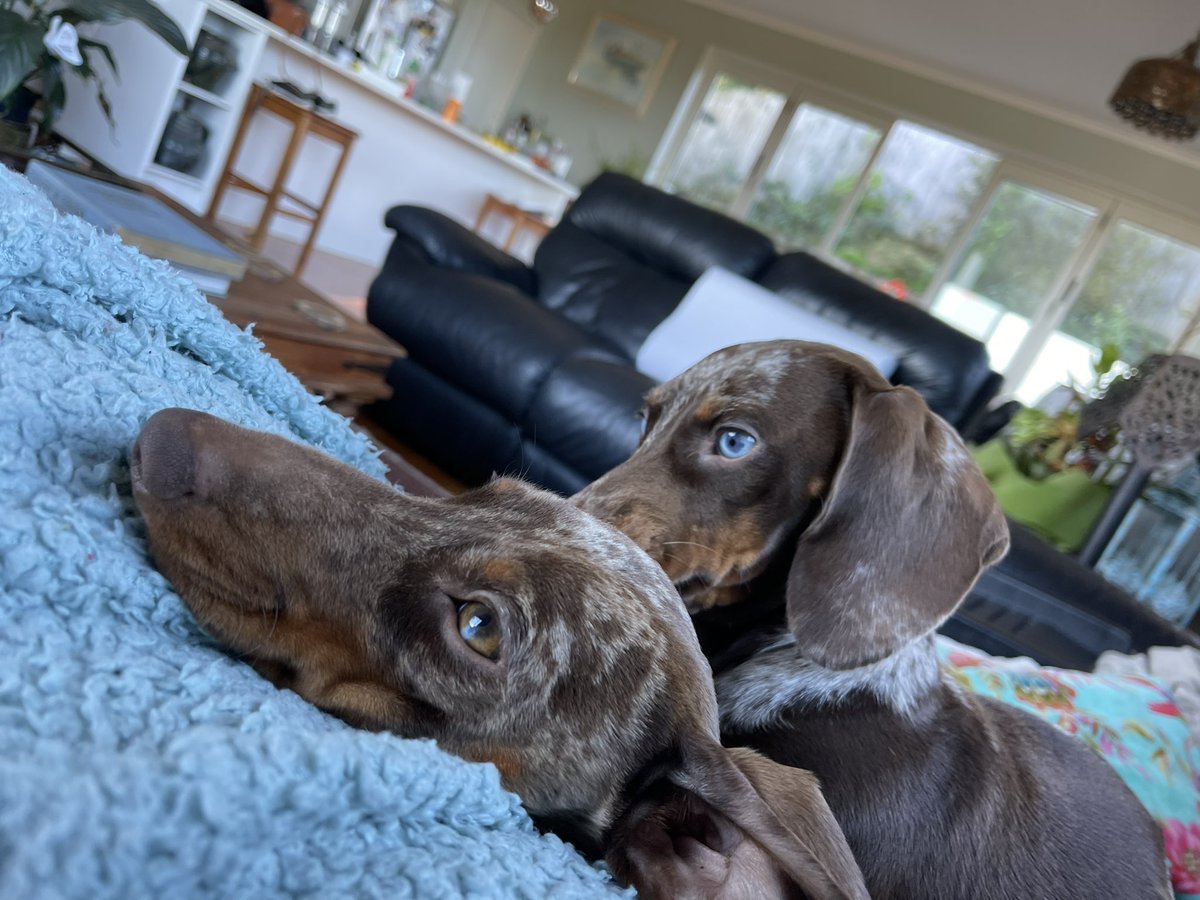 Lisa Bell tweet media