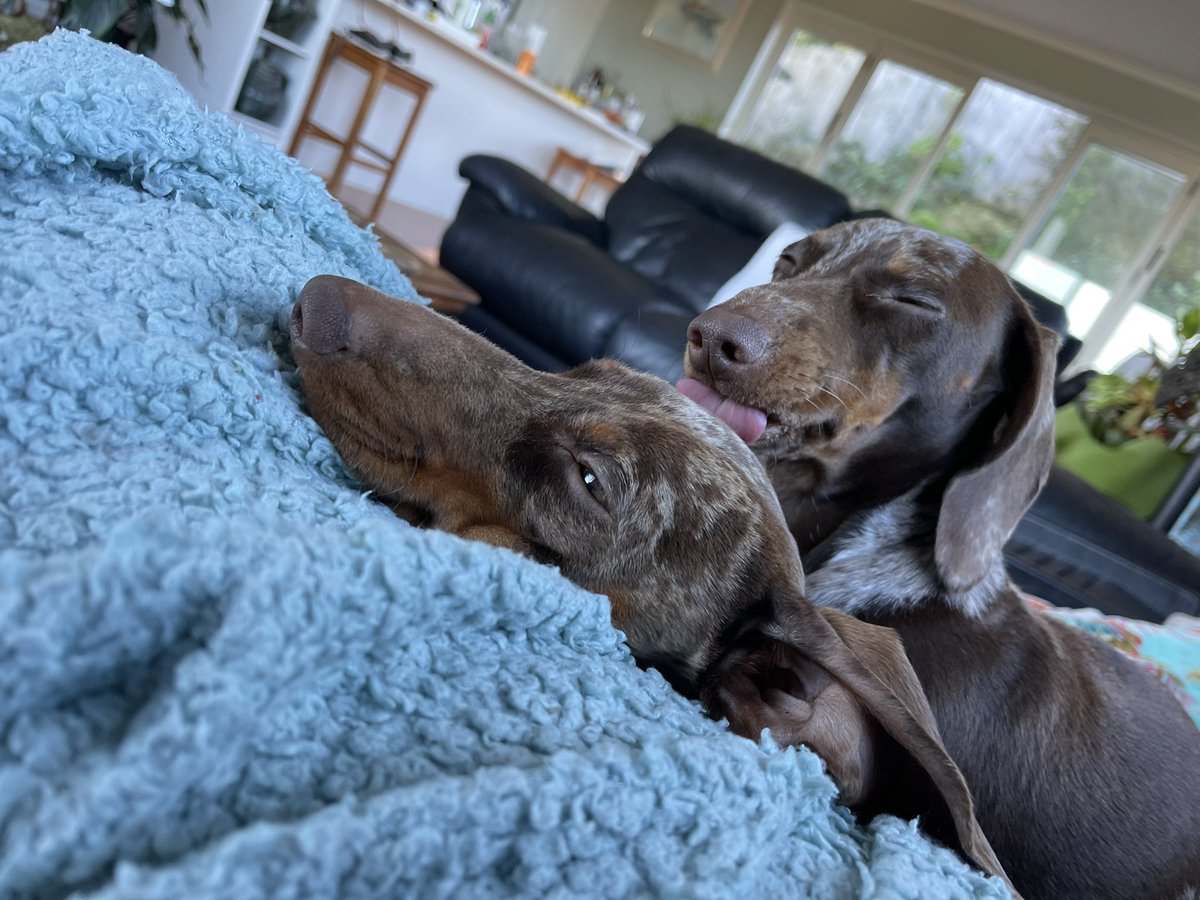 Lisa Bell tweet media