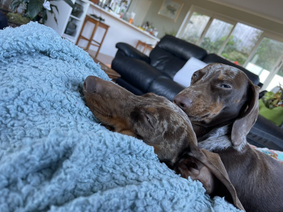 Lisa Bell tweet media