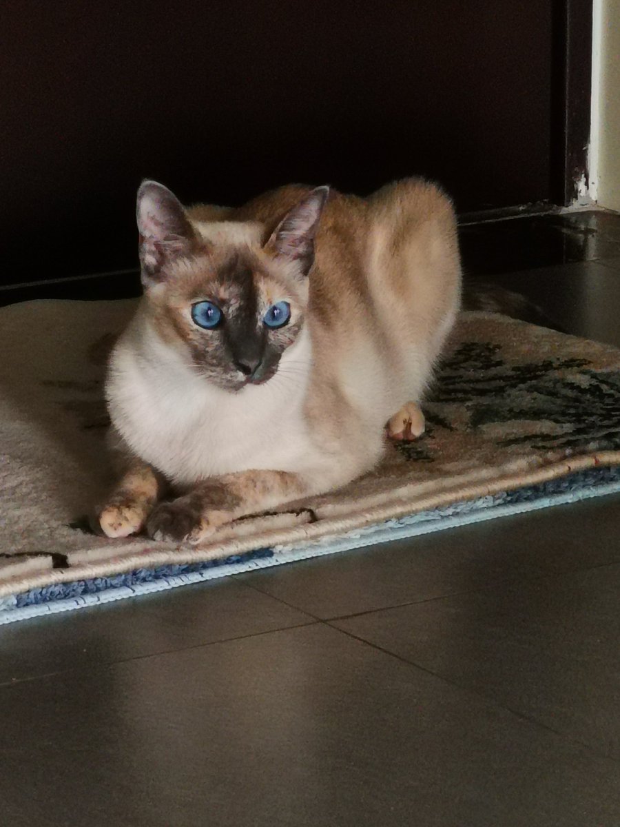 最近の猫です！何かをツィートしないといらない通知が来まくるんでとりあえず猫載せます！