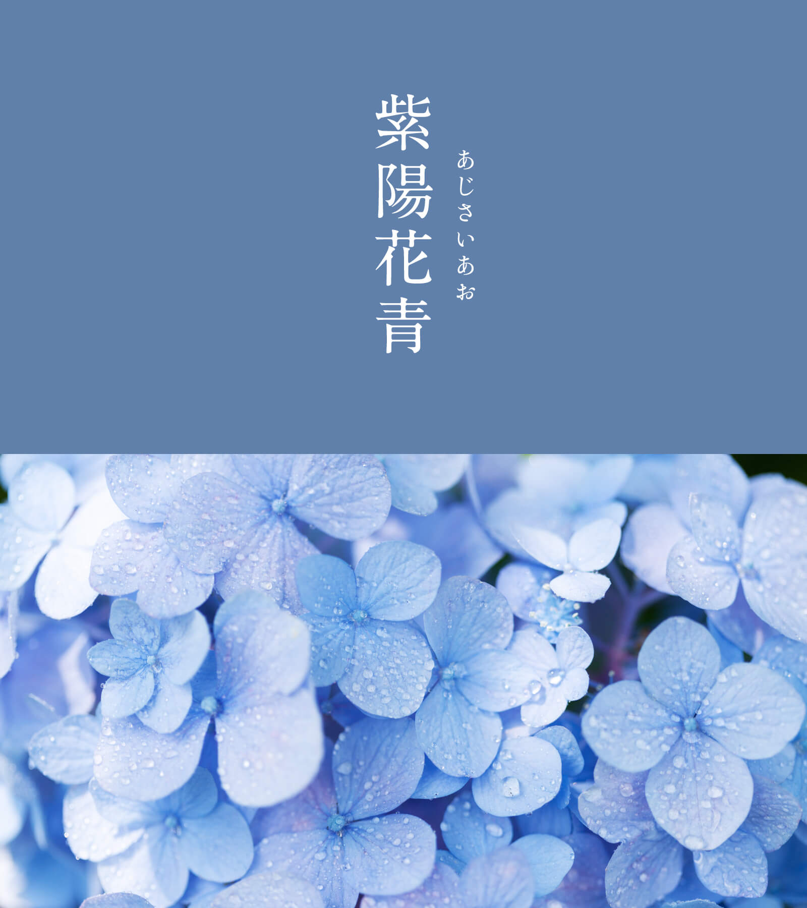 暦生活 こよみせいかつ 10周年 紫陽花青 あじさいあお にっぽんのいろ 土の酸度によって 花の色を様々に変えるアジサイ ですが 優しい青色の花は人々の心を癒しますね 雨続きの日々を明るく彩ってくれる色合いに 思わず晴れやかな気持ちになり