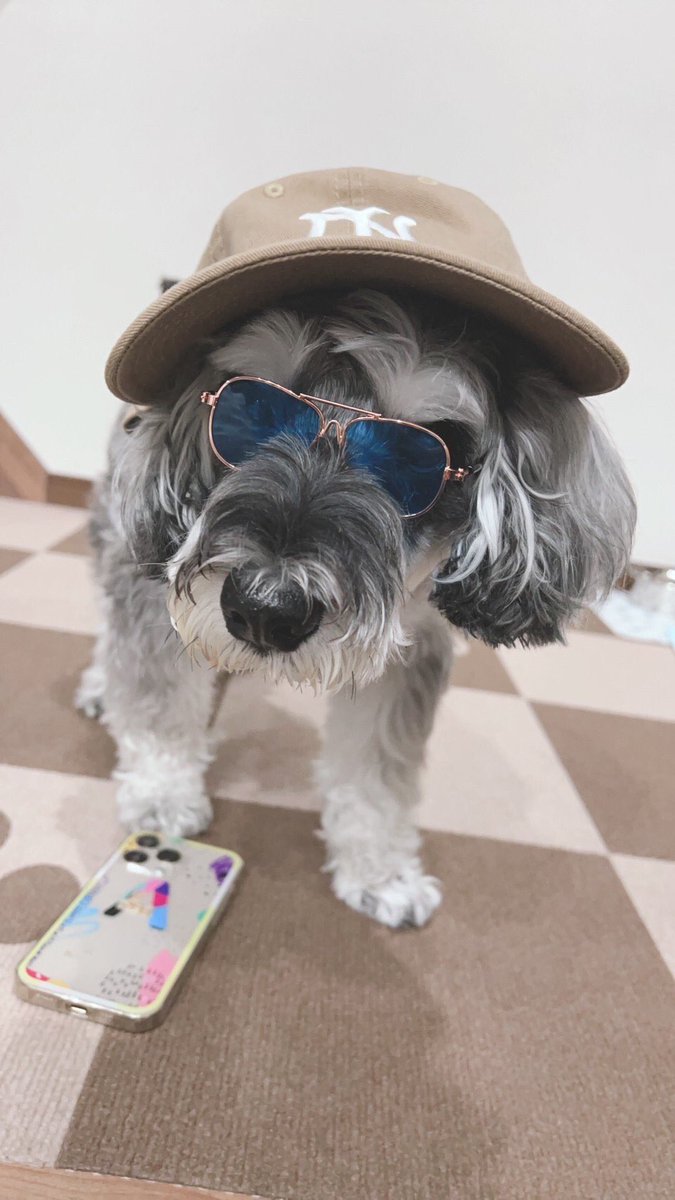 bnt_6262's tweet photo. 犬界のファッションリーダー
目指します🐶😂😂

#スケートしてそうな
#古着好きな
#男の子
#コーデ
#ニューエラ
#ディアドロ
#雰囲気コーデ
#ミニチュアシュナウザー
#ロイたん
#ぽっちゃり https://t.co/OK02cJZuuU