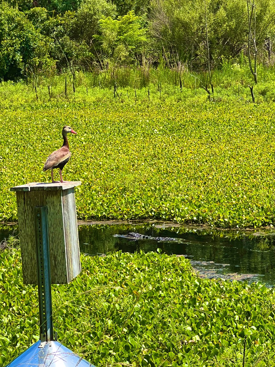 MissEllington_'s tweet photo. Having the best time at Pinckney Island National Wildlife Refuge🤩🐊🦆

Cannot wait to be able to share everything I’m experiencing and learning with my students this year!! https://t.co/hEViuTxYwi