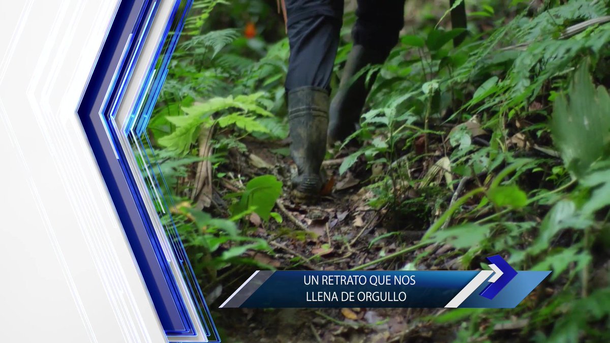 Desde el milagro del Bosque Seco en Guanacaste, hasta los impresionantes paisajes de la Isla del Coco: así retrata a Costa Rica una serie documental que le está dando la vuelta al mundo.
En #7Días conversamos con el tico a cargo de la producción que atrajo la atención de NatGeo.