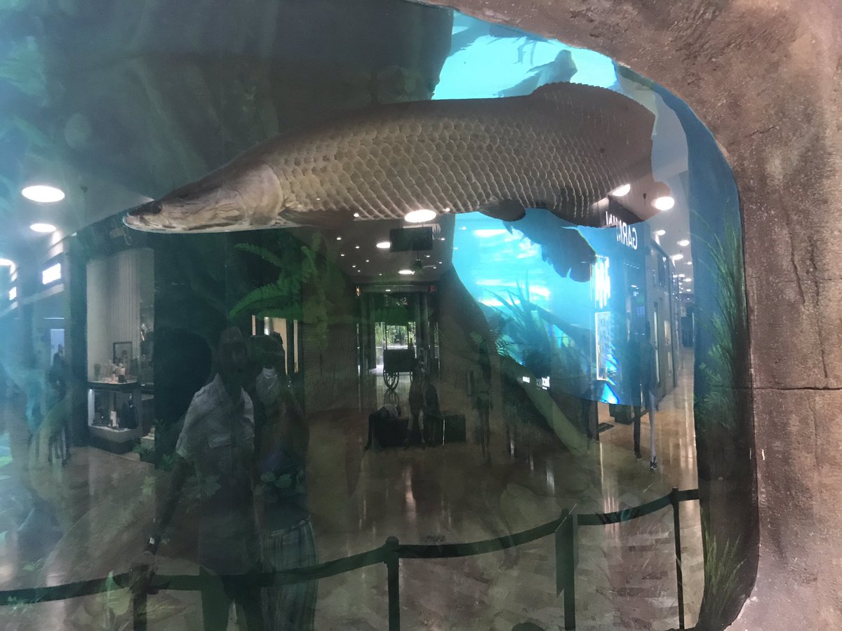 adryblume's tweet photo. Pregunta intelectual!! Alguien sabe el nombre de pez 🐟???? https://t.co/wSSMJy39ya