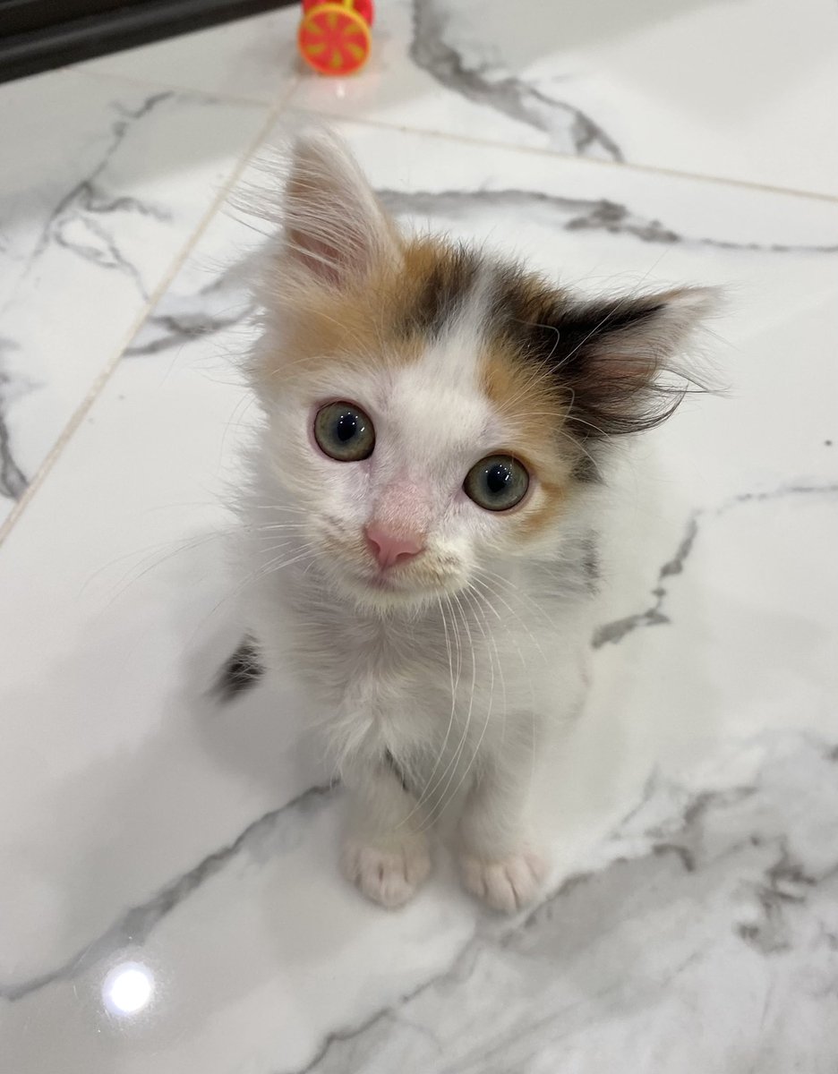 I guess it’s time for Twitter to be introduced to our little kitty, Io 🥺 I forget Twitter is a thing so I apologize for lack of and delay in posting the baby 😬