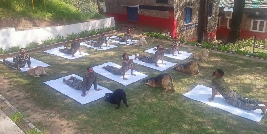 htTweets's tweet photo. J&amp;K | Indian Army jawans and canine warriors participate in #InternationalDayofYoga celebrations, in Poonch. 

(Photos: PRO Defence)

Track #yogaday2022 updates: https://t.co/mtrUd1A9N9 https://t.co/CyxeO3UPc0