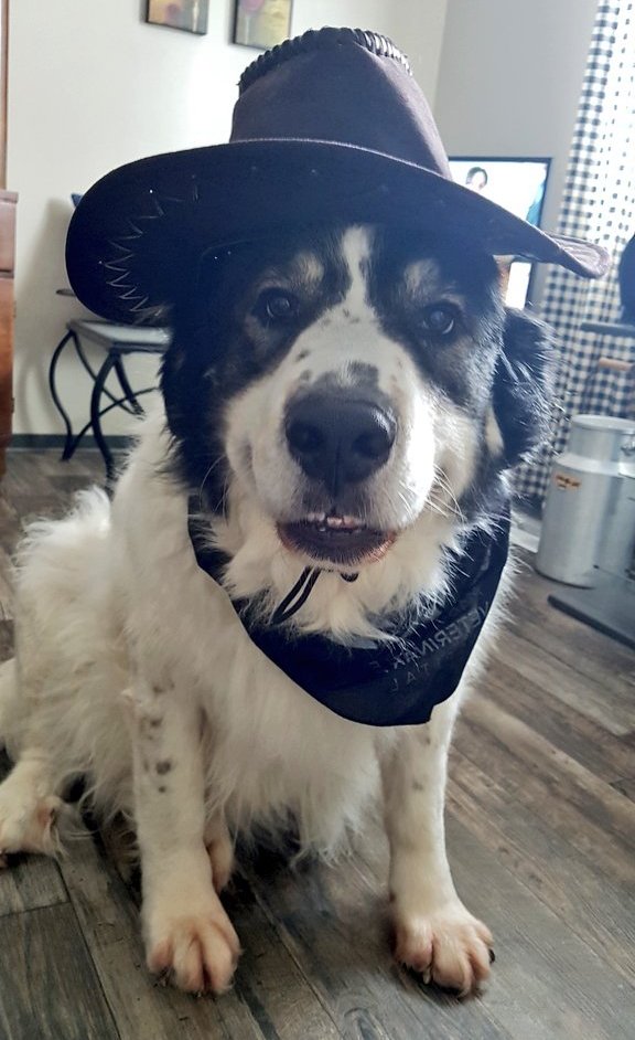 MaryAnntwithead's tweet photo. @rickygervais What in the Sam Hell? 🤠🐶🌮🐈 https://t.co/CNlmVBwlSJ