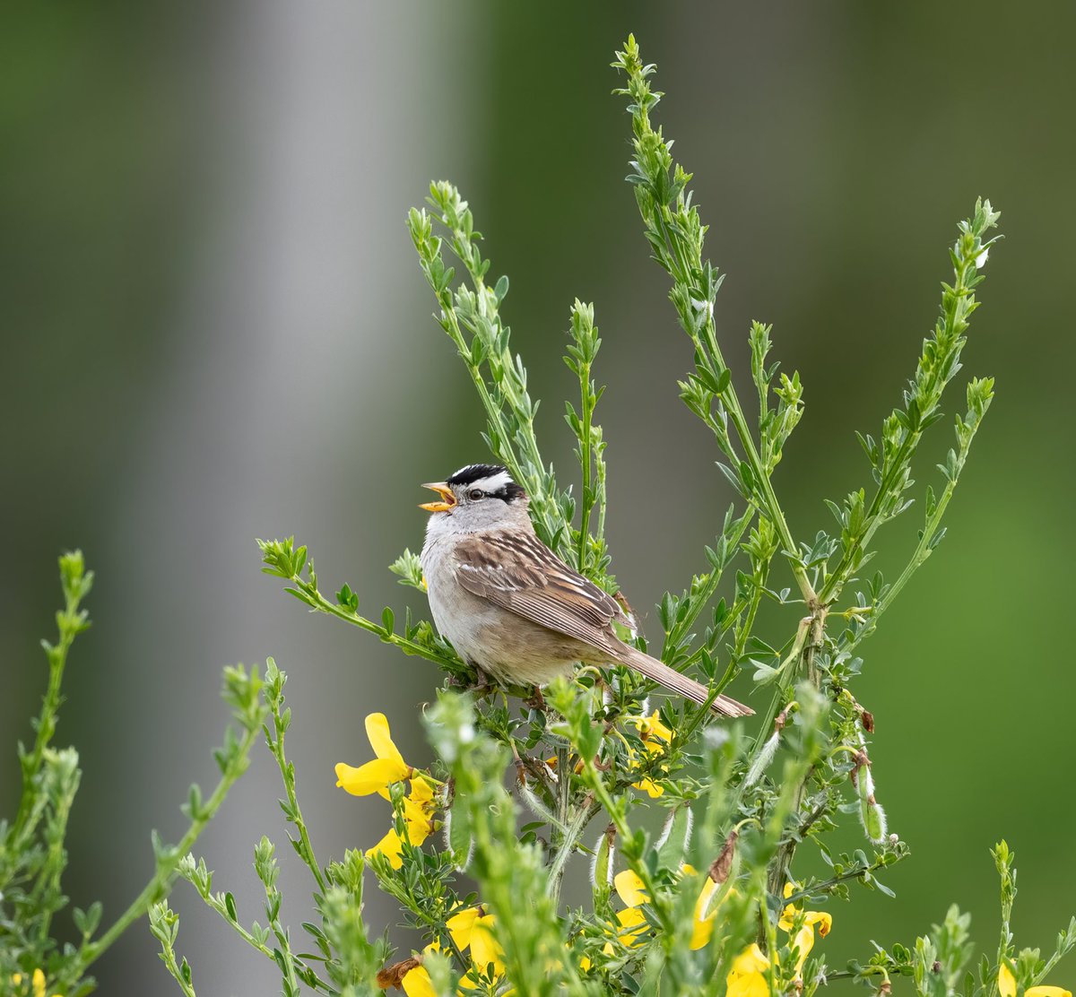 White-crowned sparrows were the theme song at scatter creek! Unfortunately it’s perched on scotch broom, a plant that easily overtakes native habitat and reduces biodiversity. Pretty bird though! 😍

#whitecrownedsparrow #sparrows #birds #twitternaturecommunity #birdphotography