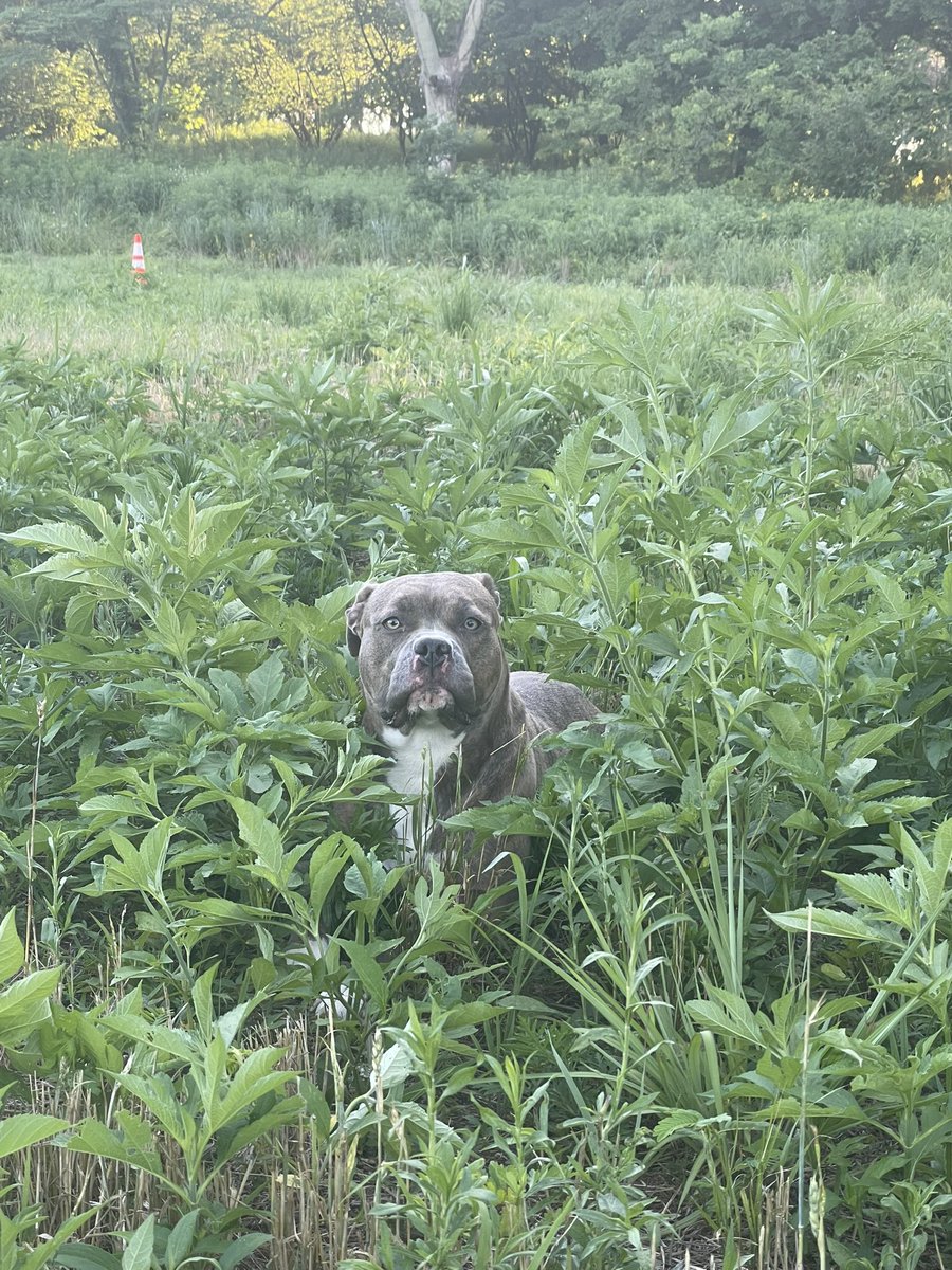 ATTN: ST. LOUIS! I was in Forest Park and found this sweet girl alone without tags. She is very gentle but scared. Unsure if she is lost or abandoned. Animal control will be taking her to CARE STL. PLEASE PLEASE share/retweet this tweet so we can find her home!

<a href="/STLLostPets/">STL Lost Pets</a>