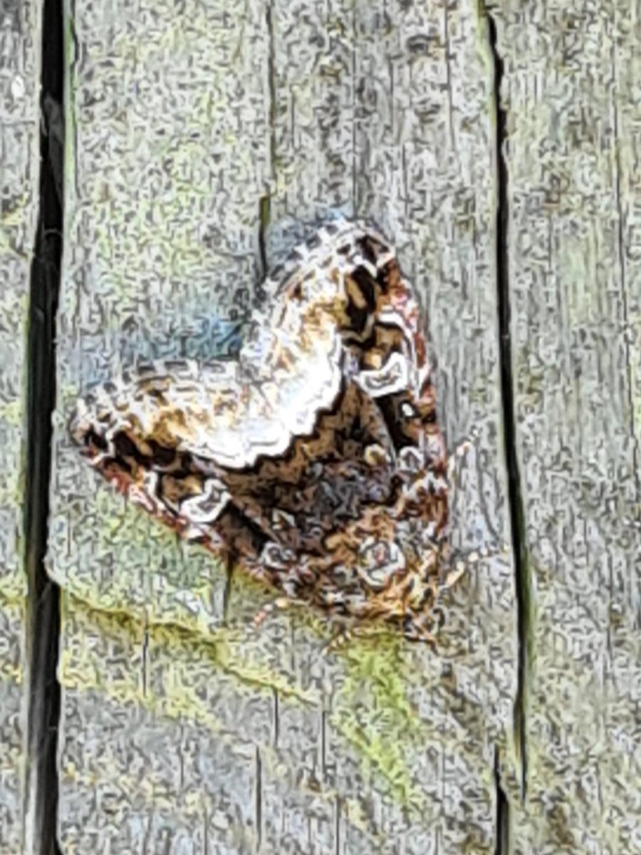 South Yorkshire Community Woodlands tweet media