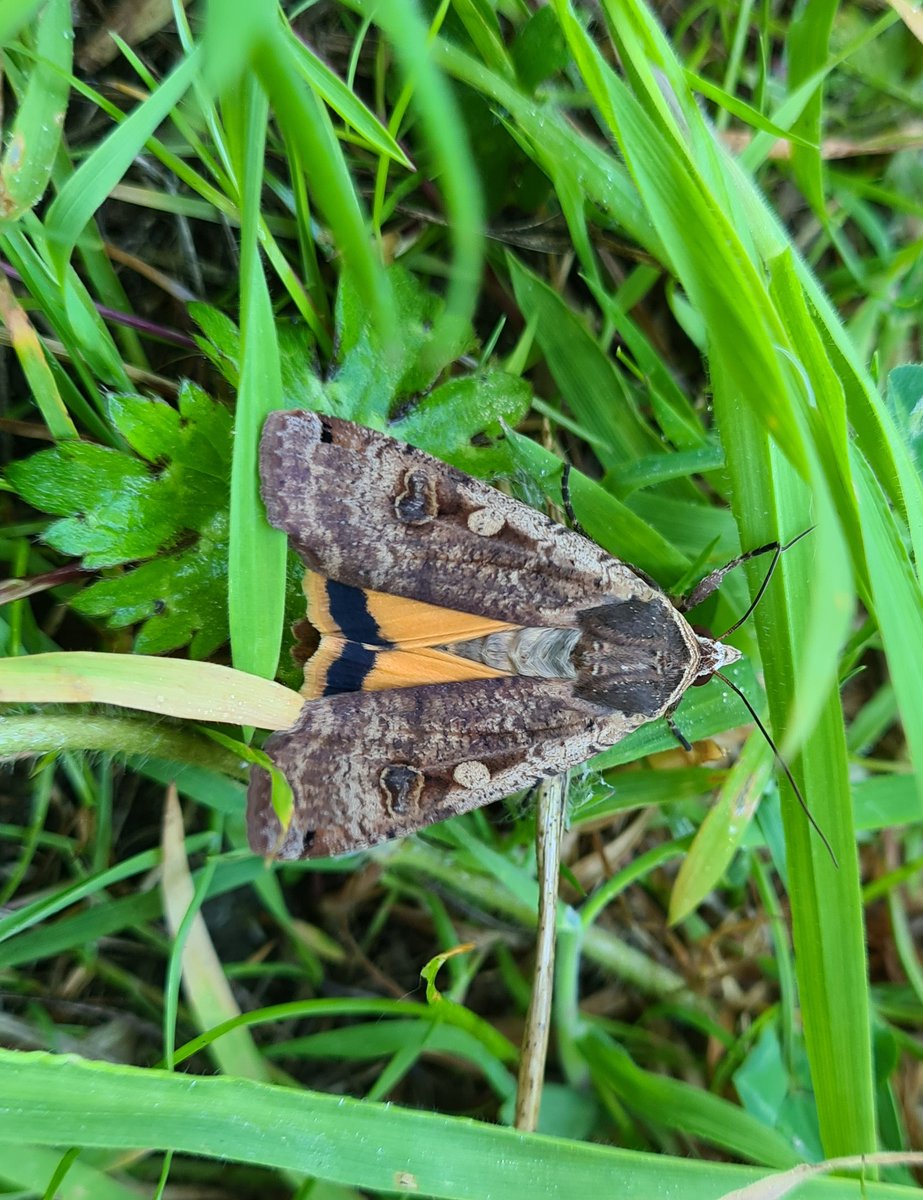 South Yorkshire Community Woodlands tweet media