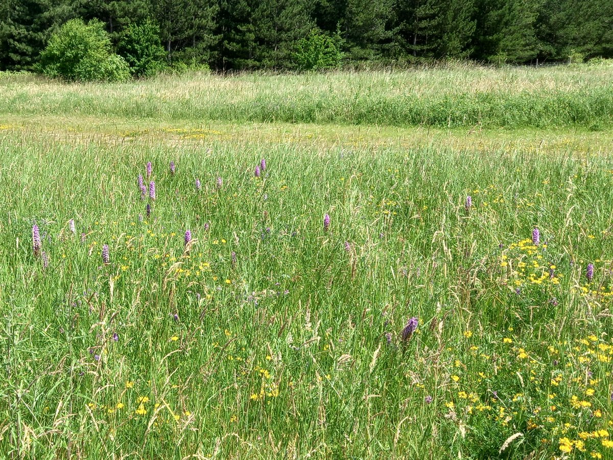 South Yorkshire Community Woodlands tweet media
