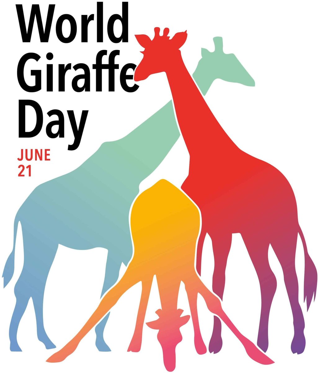 21st June is the northern hemisphere’s longest day of the year! It is therefore very appropriate that on this day we celebrate the planets longest-necked animal… the graceful giraffe!

#WorldGiraffeDay #WorldGiraffeDay2022 #giraffeday #giraffeday2022 #giraffeconservation #RAUK