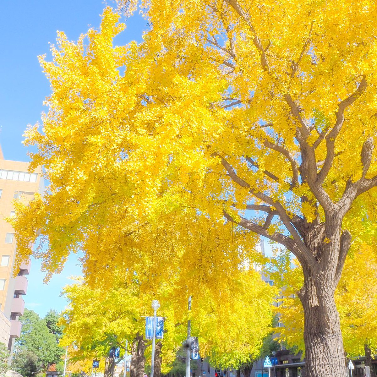 nature_gopi's tweet photo. #yellow_gold #YellowDay #yellowtree #Tree #hd_photos https://t.co/lhz078LFjj