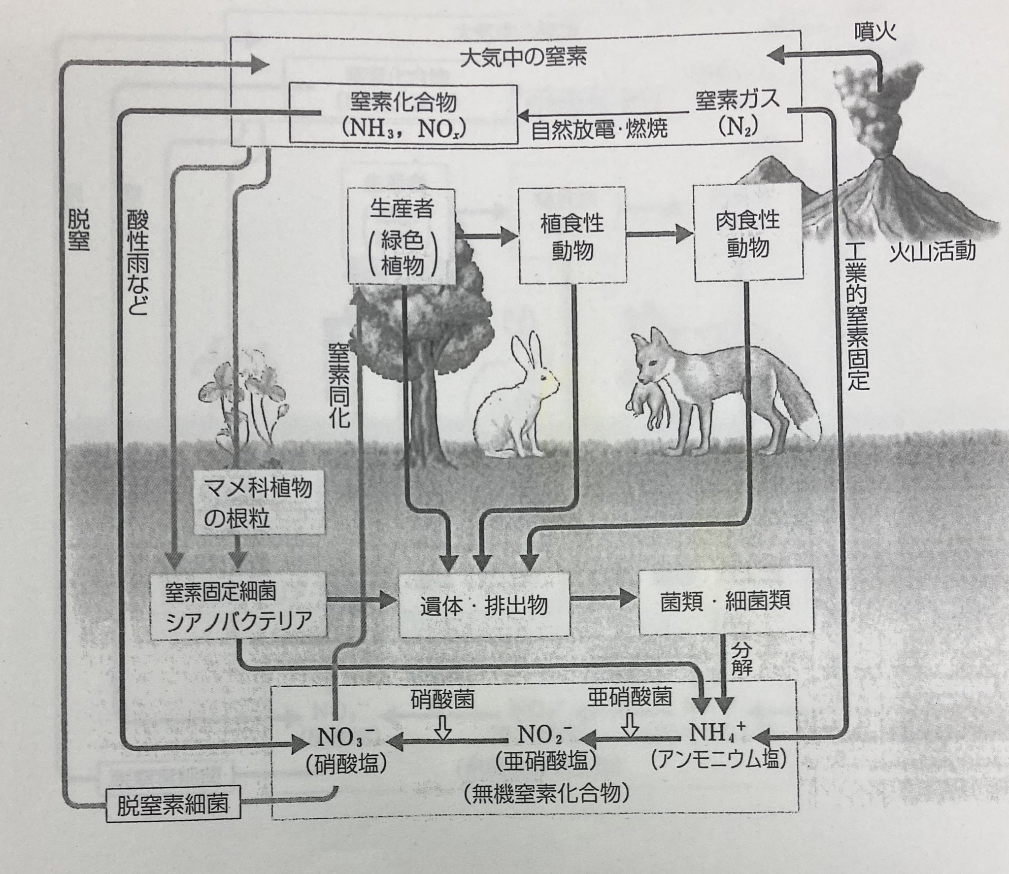 生物学でバズってみたいnishi008 Interestbiology Twitter