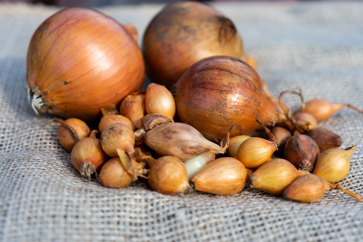 GrowellDirect's tweet photo. Autumn onions avaliable for pre-order- https://t.co/mJ7ZO6TaT3 https://t.co/LqEod7wpyd