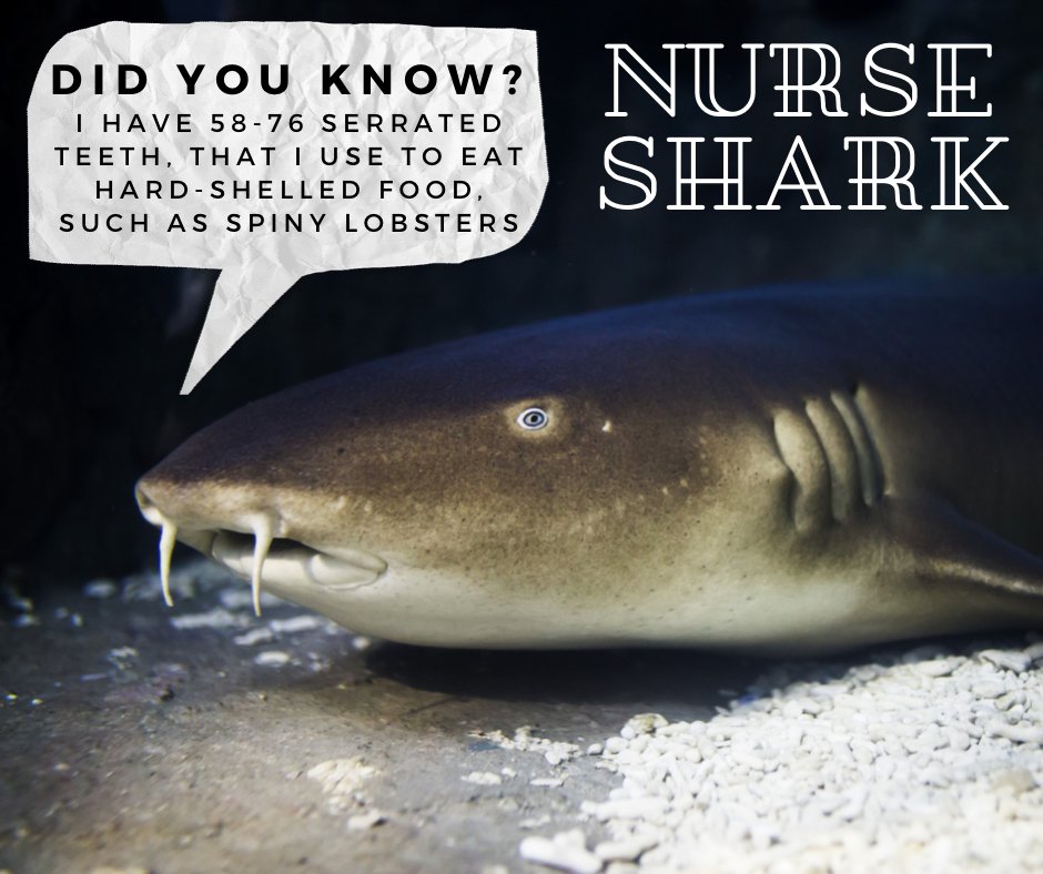 TheDeepHull's tweet photo. Here's a fun fact about Nurse Sharks! ๐
This post was created by Ebony, a student currently taking her work experience with us at The Deep!
#TheDeep #WorkExperience #MarineFact #OceanAnimals https://t.co/uW6xXB6o3k
