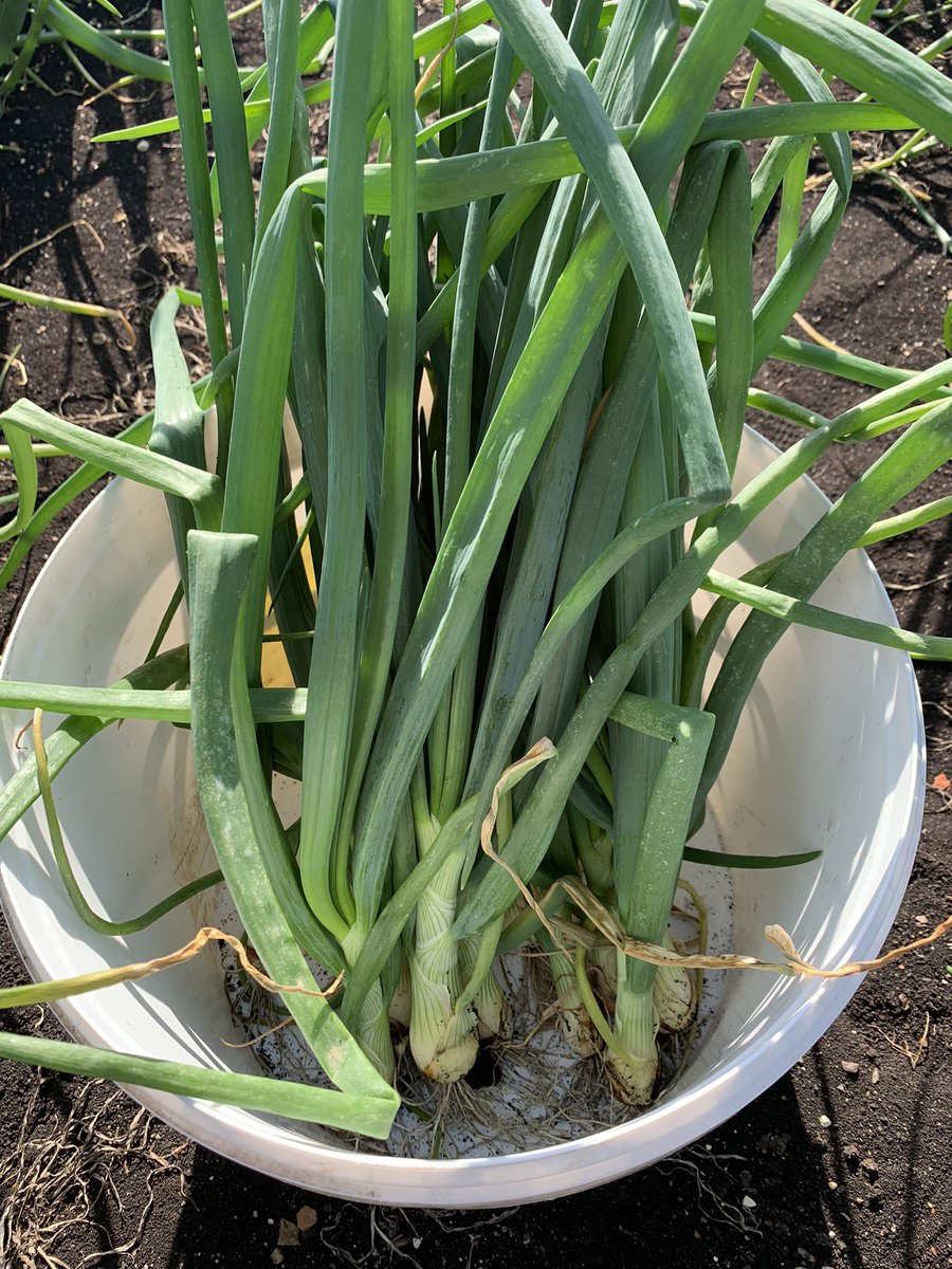 WinsletHarry's tweet photo. Sampling low artificial input drilled onions this morning. Low inputs on left (mystery tank mix of urea, humates, molasses, magnesium etc.), standard on right. 20% biomass difference in it, but they’re motoring now. #Roots  #LowInputFarming @GsBrand https://t.co/KukOqbnvl6