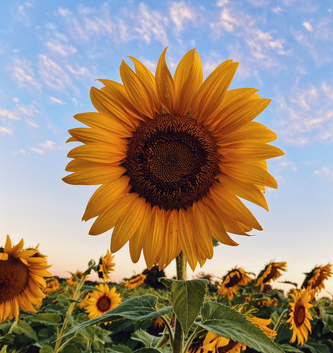 Today is the first day of #summer! 🌞 

From sun cream to sun loungers,  #AngliaSquare has everything you need to enjoy the perfect summer!

Head down this month to see what great products your favourite stores have on offer.