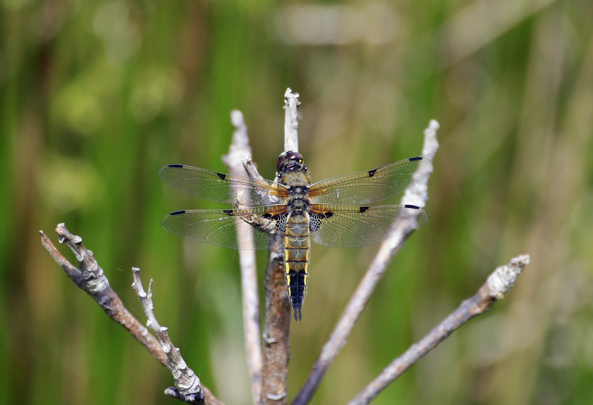 insectweek's tweet photo. #InsectWeek22 #Day2
Each day of #InsectWeek, we will ask the #question:
#WhatIsYourFavouriteInsect? ππππ¦
Tell us or tag us, include our #hashtags from this post & we may share on our other socials
This is a Male #FourSpottedChaser, Libellula quadrimaculata πΈ John Young https://t.co/cWK1S82OL4