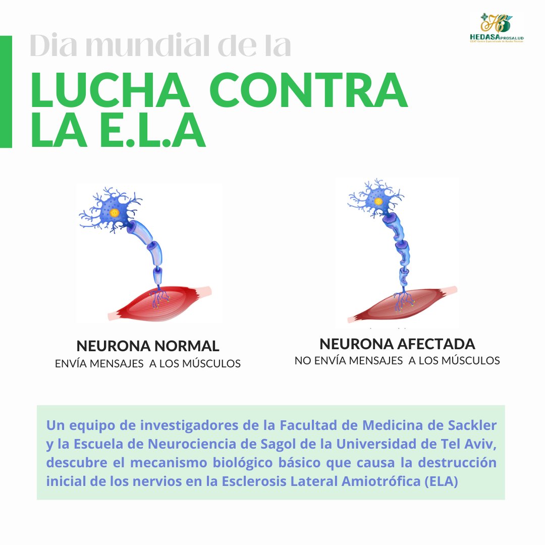 Hoy es el día mundial de la lucha contra la Esclerosis Lateral Amiotrófica (E.L.A) y queríamos compartir con vosotros una noticia esperanzadora de la que se hizo eco  @adela_org . 
👩🔬👨🏼🔬👇👇

adelaweb.org/descubierto-el…

¡Ojalá esto suponga el principio del fin de la E.L.A! 💪🏻💪🏻
