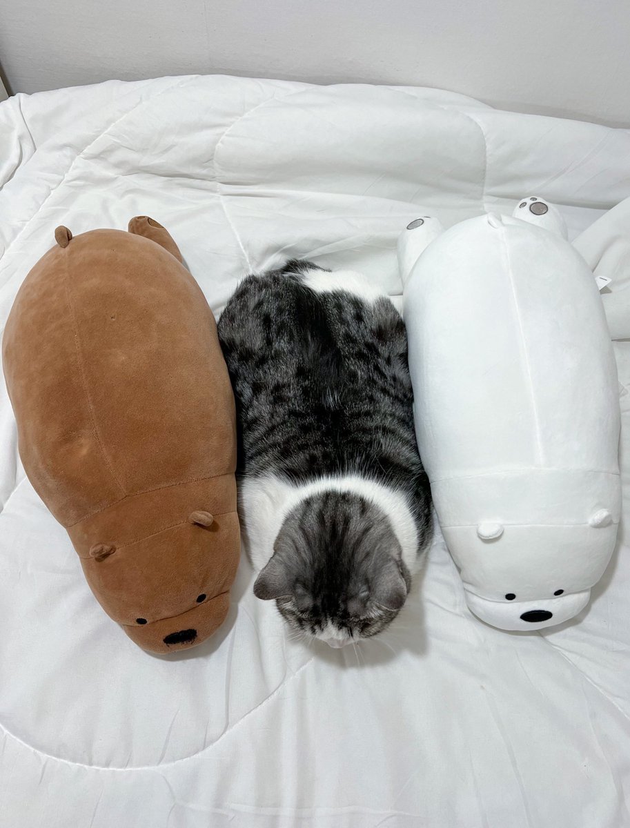 _DNVP_'s tweet photo. We Bare Bears https://t.co/9VbwEjtXrw