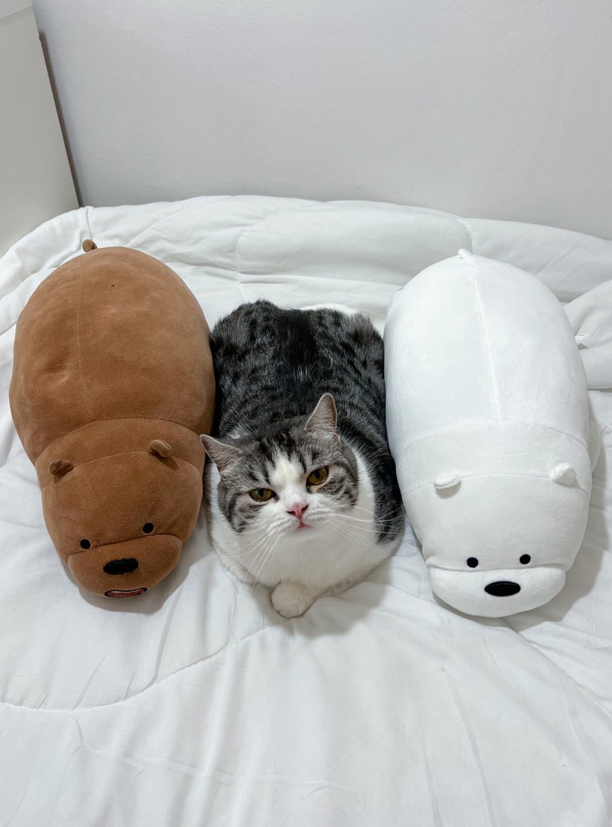 _DNVP_'s tweet photo. We Bare Bears https://t.co/9VbwEjtXrw