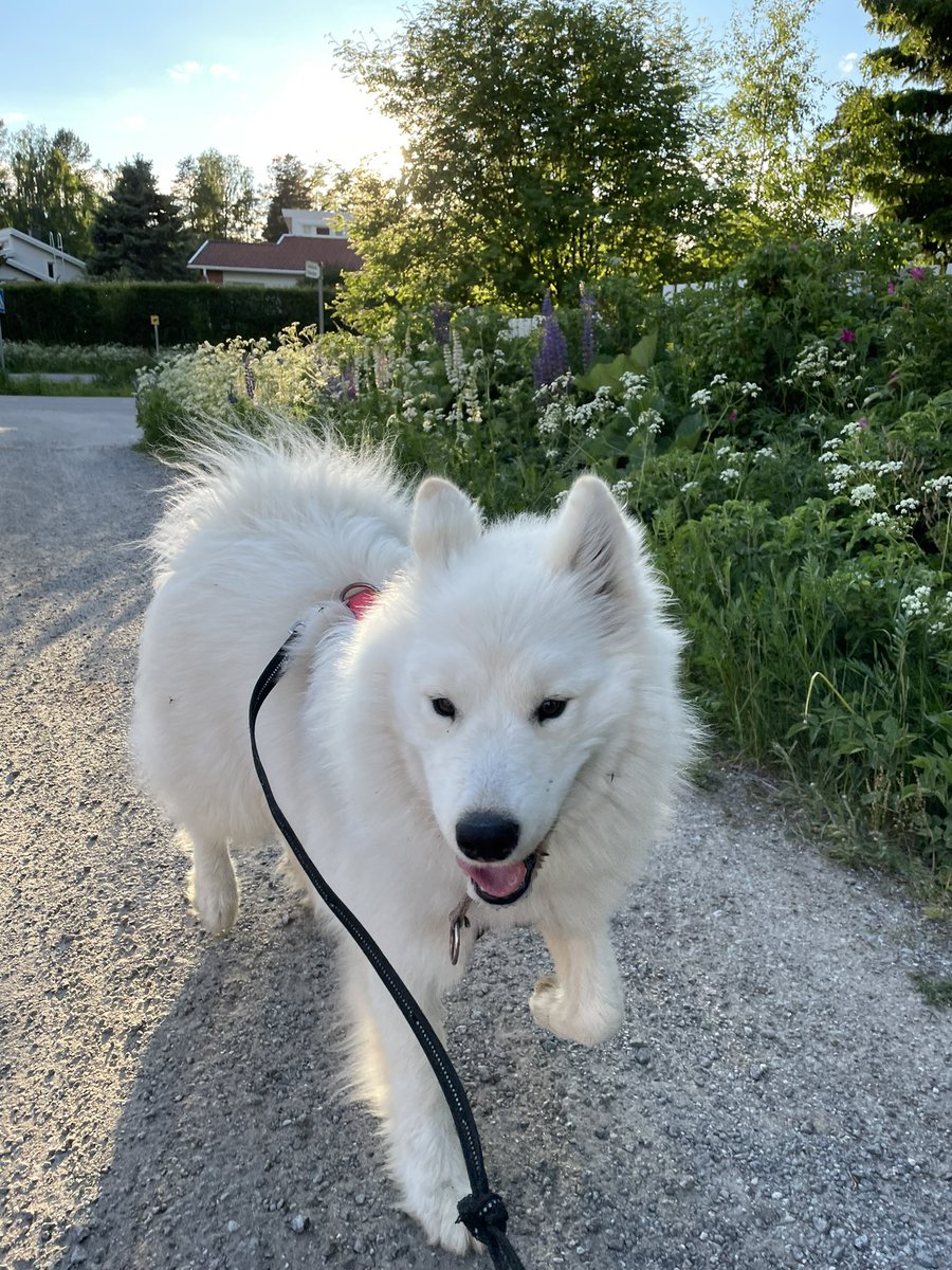 panukalmi's tweet photo. #Vilja #samojedi täyttää tänään yhden vuoden. Kiitos Viljan päivä rytmittyy nyt ulkoilujen ja leikkihetkien ympärille. Paljon on tullut iloa ja hännänhuisketta elämään.🐕🥰 https://t.co/fSNvThrvo4