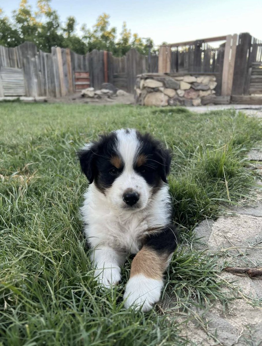 Turraahhh's tweet photo. My friend has these little loves for sale!🤍 standard Aussies, let me know if you’re interested. 1 male and 2 females🐾 https://t.co/n13FO9WoDh