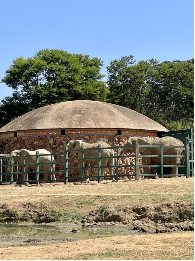 An application to the High Court was lodged yesterday to release the three elephants from the Johannesburg Zoo emsfoundation.org.za/court-approach… <a href="/AnimalLawReform/">Animal Law Reform</a>
