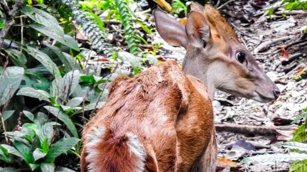 gardaanimalia's tweet image. Kijang Muncak Dikembalikan ke Alam Liar #hewandilindungi #kijang #kijangmuncak #satwadilindungi

gardaanimalia.com/kijang-muncak-…